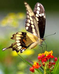 Giant Swallowtail in Mississippi, image by Kenneth Myron Bonnell