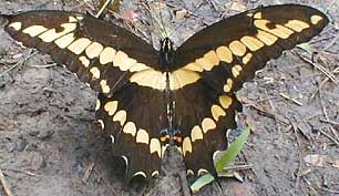 Giant Swallowtail, Heraclides cresphontes, image by Karen Wise of Kingston, Mississippi