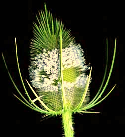 Teasel, Dipsacus sylvestris