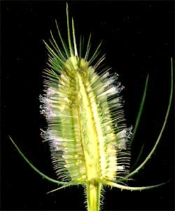 Teasel, Dipsacus sylvestris, flowering head broken open to show flowers on receptacle