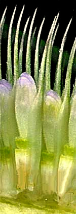 teasel flowers, Dipsacus sylvestris, spines standing next to flowers in head