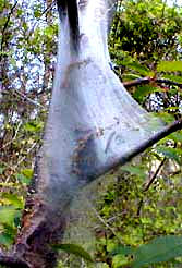 tent of tent caterpillars, photo by Karen Wise of Mississippi 