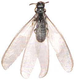 Subterranean Termite, Rhinotermitidae