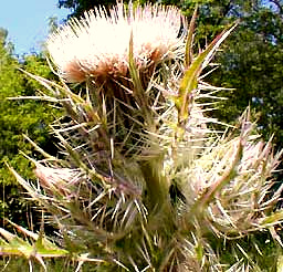 Thistle, Cirsium horridulum, photo by Karen Wise of Kingston, Mississippi