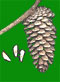 pine cone