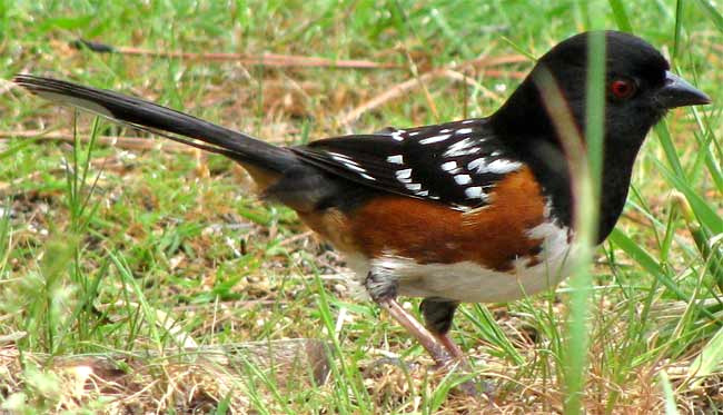 Spotted Towhee, Pipilo maculatus