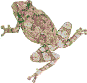 Gray Treefrog,  image by Karen Wise of Kingston, Mississippi
