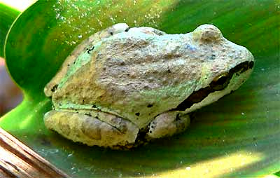 Pacific Treefrog, HYLA REGILLA