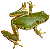 Barking Treefrog, image by Karen Wise of Kingston, Mississippi