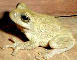 Squirrel Treefrog, Hyla squirella; photo by Karen Wise of Kingston, Mississippi