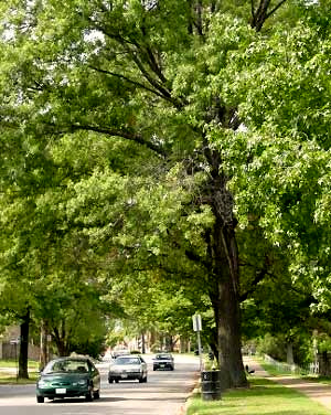 Street trees