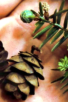 pistillate strobilus (female 'flowers') of the Hemlock tree, Tsuga canadensis