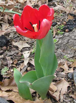 tulip plant