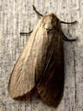 Adult Milkweed Tussock Moth