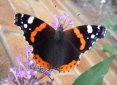 Red Admiral