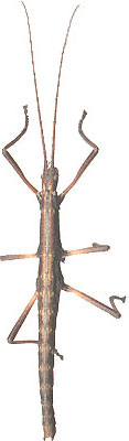 Two-striped Walkingstick, Anisomorpha buprestoides