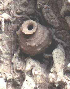 Potter Wasp nest, photo (c) Jerry Litton of Pelahatchie, Mississippi