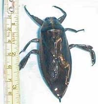 Giant Waterbug, family Belostomidae, genus Benacus