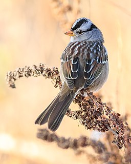White-crowned sparrow (Zonotrichia leucophrys) perched at the Sacramento National Wildlife Refuge south of Chico, California; image courtesy of Frank Schulenburg and Wikimedia Commons