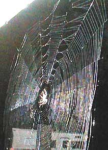 orb web