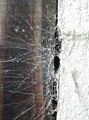 Cobweb on side of barn, photo by Karen Wise of Kingtson, Mississippi