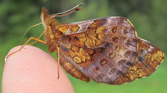 butterfly with proboscis on finger