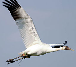 Whooping Crane #DAR 28-05: 'Poe' in Wisconsin, © photo by Greg Scott, made in Wisconsin