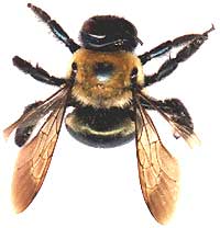 Large Carpenter Bee, Xylocopa virginica