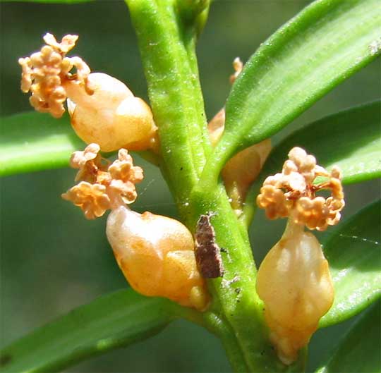 pollen cones of the yew