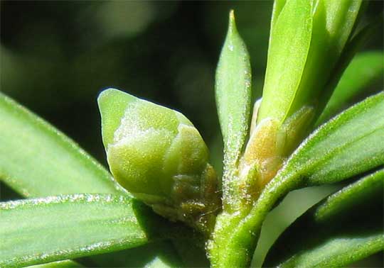 seed cones of yew