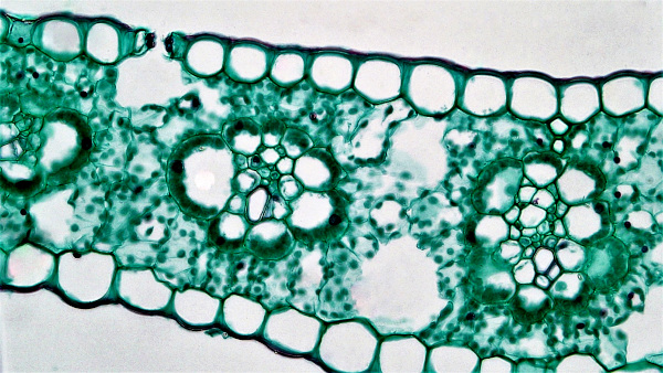 cross section of corn leaf, Zea mays; courtesy of Berkshire Community College Bioscience Image Library in Massachusetts, and Wikimedia Commons