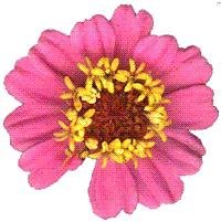 Zinnia blossom