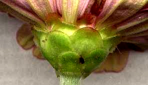 phyllaries on involucre of zinnia flowering head