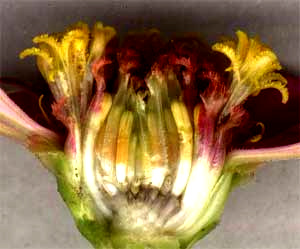 zinnia flower broken open to show disc and ray florets