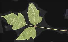 Poison Oak leaf