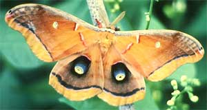 Polyphemus Moth, Antheraea polyphemus, image courtesy of U.S. Fish and Wildlife Service, photo by James Leupold