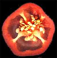 Mango pepper cross section