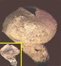 puffball, probably Lycoperdon sp.