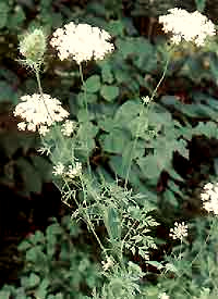 Queen Anne's Lace, Daucus carota