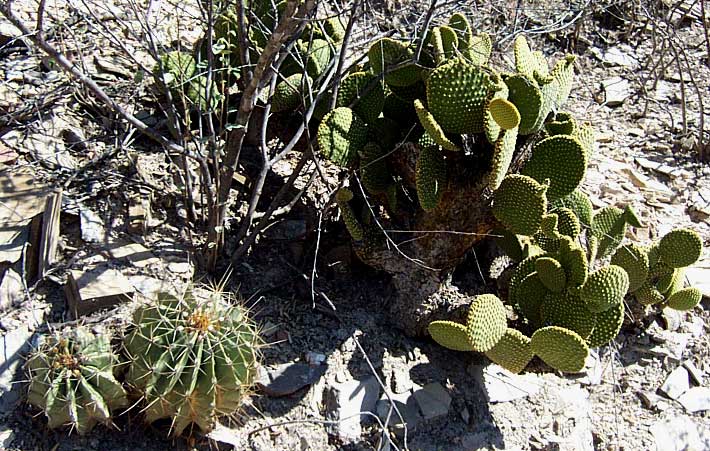 cf FEROCACTUS ECHIDNE, and OPUNTIA MICRODASYS, or Blinder Cactus