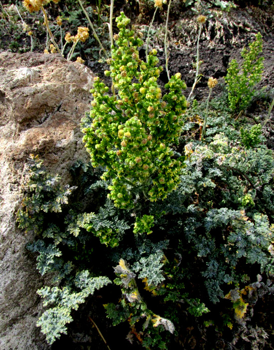 Wormwood, ARTEMISIA ABSINTHIUM