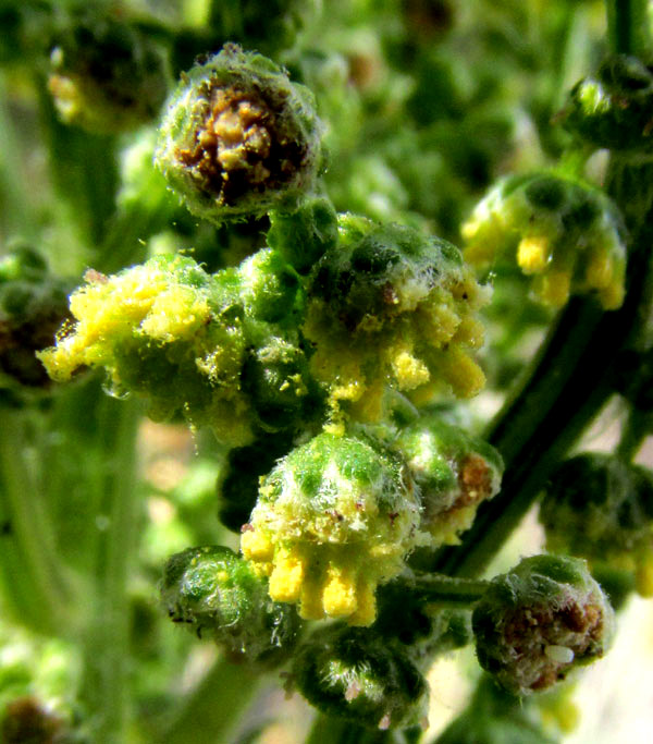 Wormwood, ARTEMISIA ABSINTHIUM, flower close-up