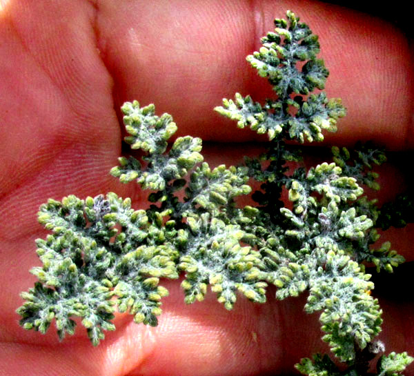 Wormwood, ARTEMISIA ABSINTHIUM