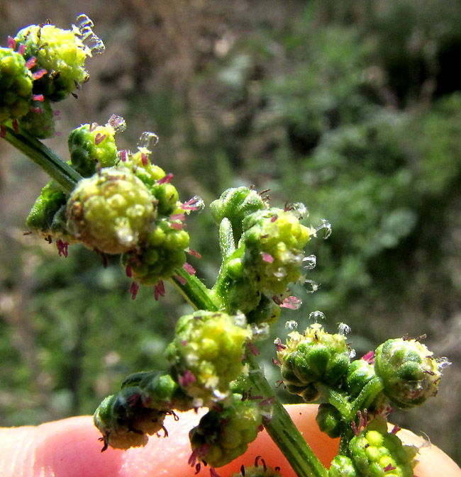 Wormwood, ARTEMISIA ABSINTHIUM, stigmas on newly emerging heads