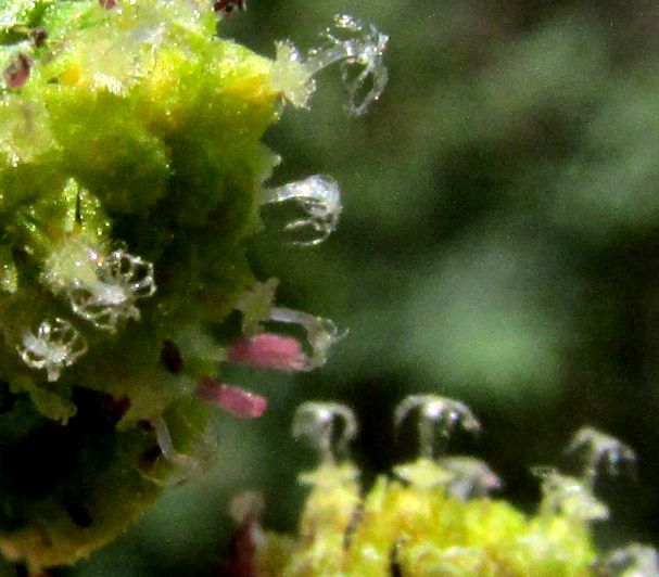 Wormwood, ARTEMISIA ABSINTHIUM, fimbriate stigma close-up