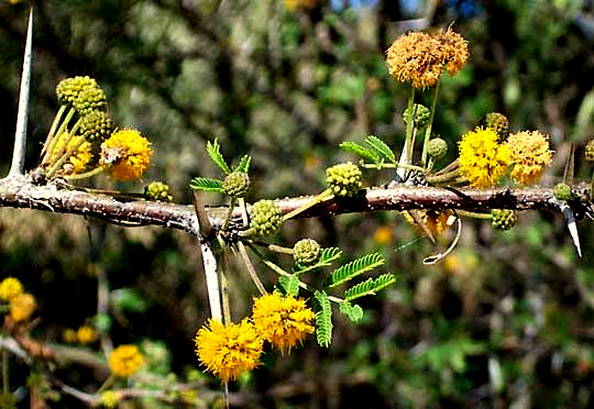 Huisache or Sweet Acacia, VACHELLIA [ACACIA] FARNESIANA