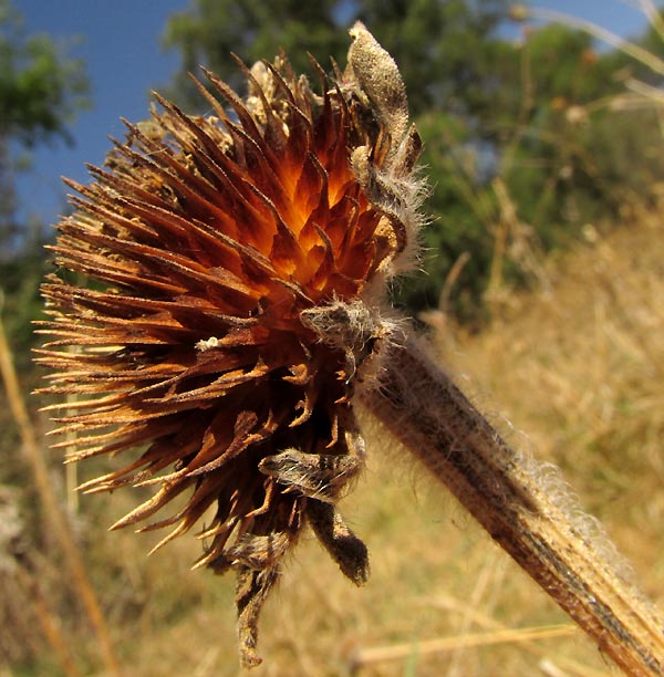 Acahual, TITHONIA TUBAEFORMIS, dried, stiff flowering head in March