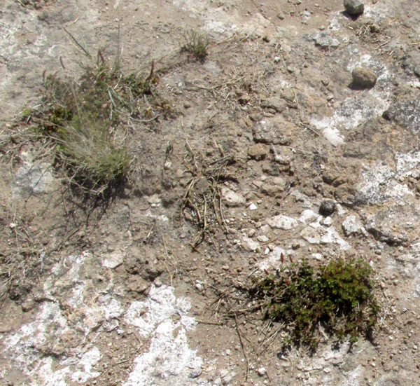 Round Copperleaf, ACALYPHA MONOSTACHYA, habitat