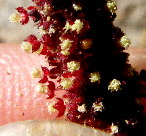 Round Copperleaf, ACALYPHA MONOSTACHYA, leafy branch with male inflorescence