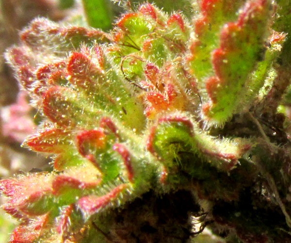 Round Copperleaf, ACALYPHA MONOSTACHYA, styles emerging from leaf cluster